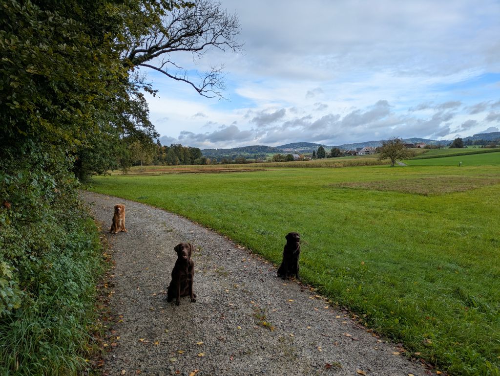 Waldspaziergang mit Hindernissen