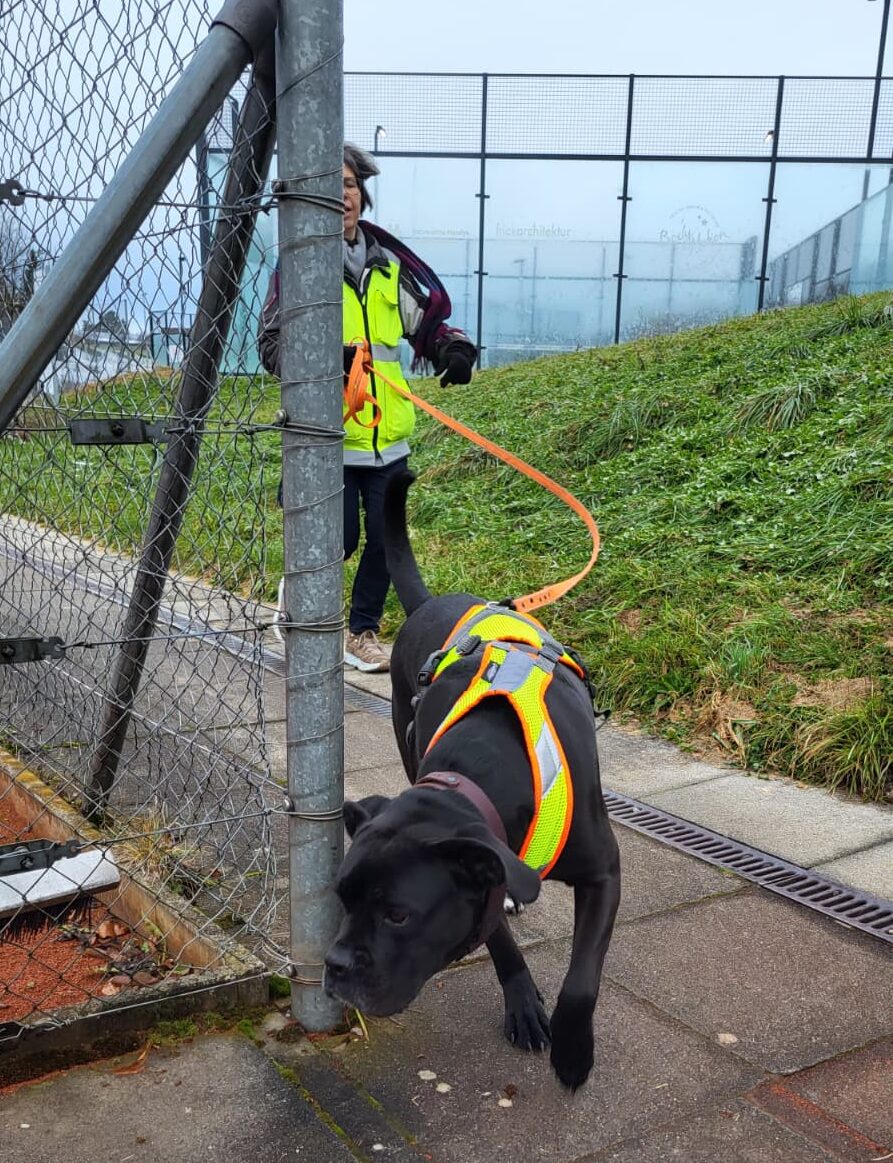 Mantrailing-Abenteuer in Hausen am Albis